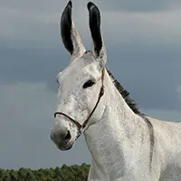 icone-1
