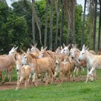 icone-2
