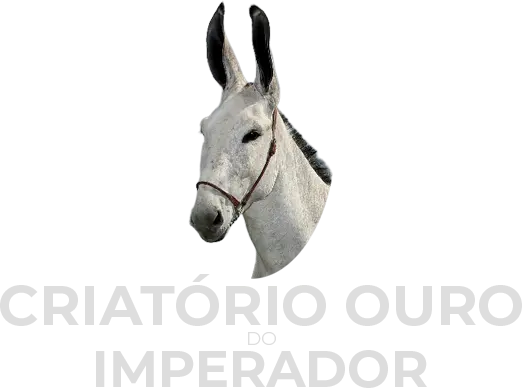 logo-imp